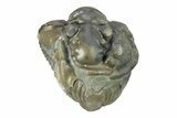Wide, Enrolled Flexicalymene Trilobite - Indiana #287754-1